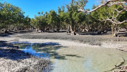 Port Keraudren mangroves forest west coast of Australia