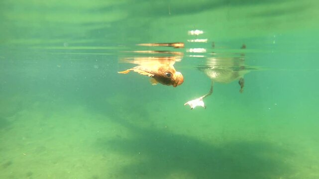 underwater view of a seagull grabbing a dead rockfish on the surface