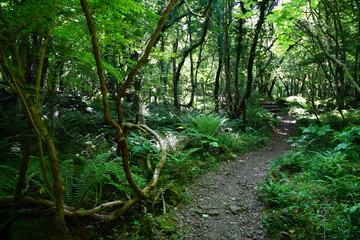 Obraz premium old spring forest and fine pathway