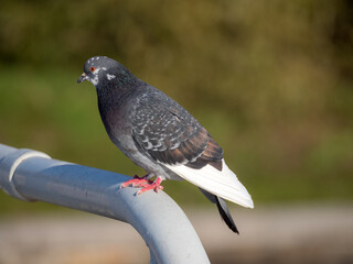 grey dove in the foreground