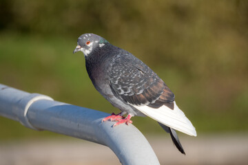 grey dove sits on the railing