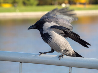 portrait of a crow taking flight