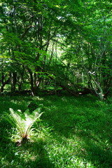 fresh ferns in the spring sunlight
