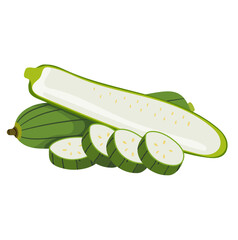 Green Sponge Gourd or Luffa Vegetable Illustration Isolated on White Background