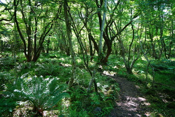 fresh ferns in the spring sunlight