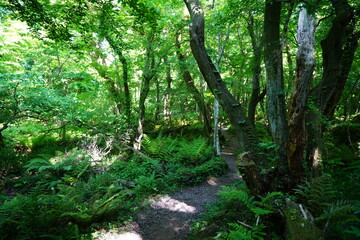 old spring forest and fine pathway