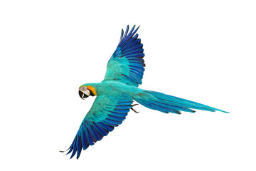Colorful flying Blue and Gold Macaw parrot isolated on transparent background png file
