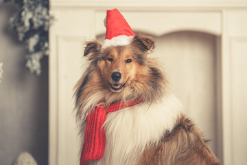 Junger schöner rough Collie Langhaar schottisch sable white mit Weihnachtsmütze und Schal sitzt in einer Weihnachtskulisse Var. 2