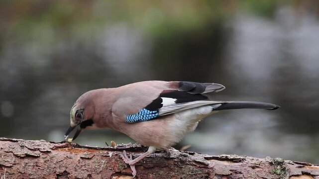Eichelh&auml;her (Garrulus glandarius)     