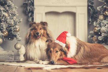 2 junge schöne rough Collies Langhaar amerikanisch und britisch sable white mit Weihnachtsmütze...