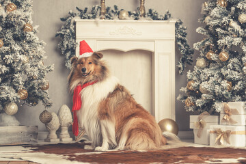 Junger schöner rough Collie Langhaar schottisch sable white mit Weihnachtsmütze und Schal sitzt in einer Weihnachtskulisse Var. 2