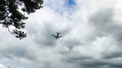 Blue sky with thick clouds behind trees swaying gently in the wind.