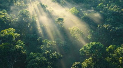 Lush green forest with sunlight streaming through dense trees, gentle mist in the air, peaceful atmosphere 