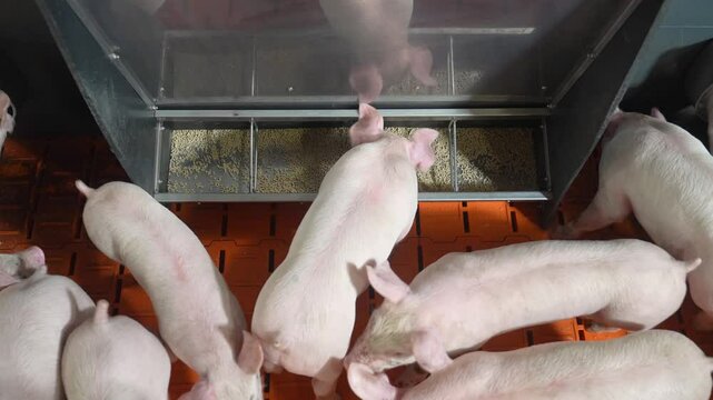 Young Piglets Eating from Automatic Feeder on Modern Pig Farm  