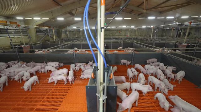 Piglets in Feeding Area  