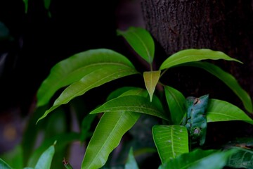 A group of green mango tree leaves attached to a trunk, featuring healthy foliage.Dark beautiful leaves Selective focus background blur