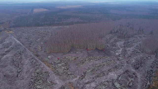 Aerial View of Forestry Mulchers Clearing Trees in a Deforested Area