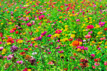 zinnia flower field in the park