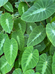 close up green leaves