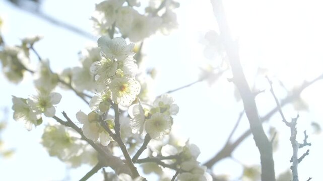 白い梅の花の逆光、固定撮影4K動画