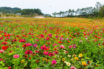 zinnia flower field in the park