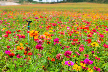 zinnia flower field in the park