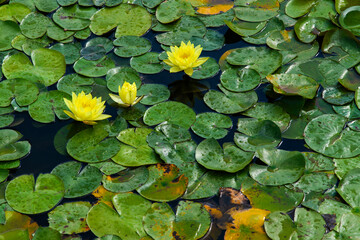 water lily flowers on the pond