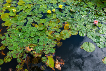 water lily flowers on the pond