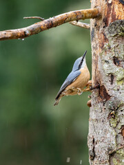 Kleiber (Sitta europaea)