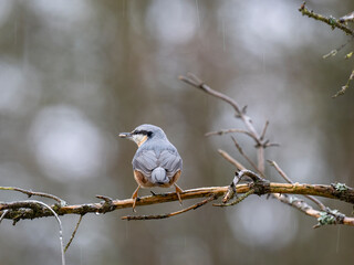 Kleiber (Sitta europaea)