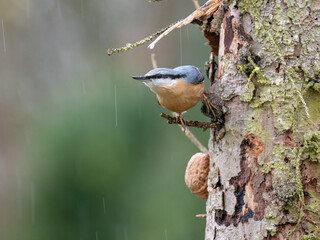 Kleiber (Sitta europaea)