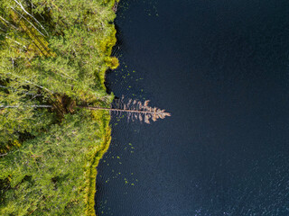 Drone shot with aerial view from above on a black lake with fallen fir tree in the water and coastline of the lake in Estonia
