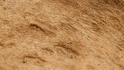 Texture of cork tree bark, peeled cork strips