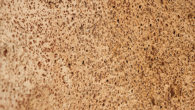 Texture of cork tree bark, peeled cork strips