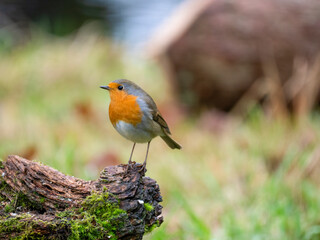 Rotkehlchen (Erithacus rubecula) 