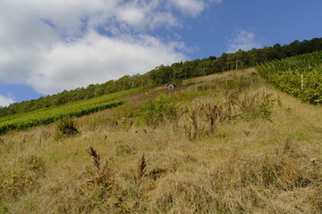 Weinberge bei Wirmsthal, Landkreis Bad Kissingen, Franken, Unterfranken, Bayern, Deutschland
