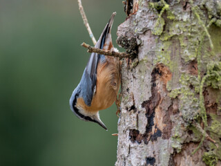 Kleiber (Sitta europaea)
