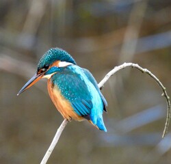 Common kingfisher sitting on branch