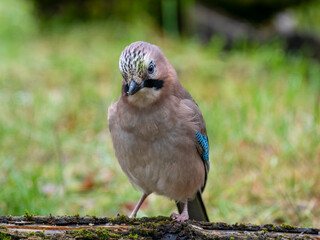 Eichelhäher (Garrulus glandarius)