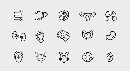 Fototapeta premium Human organs icons. Set of 15 human organs trendy minimal icons. Example: kidney, spine, lungs, stomach, heart icon. Design signs for web page, mobile app, packaging design. Vector illustration.