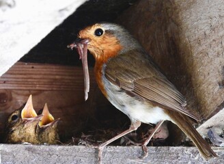 European Robin feeding worms to chicks in nest