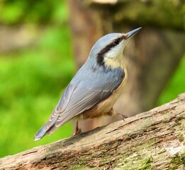 European nuthatch perched on branch