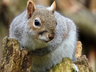 Grey squirrel sitting on tree branch