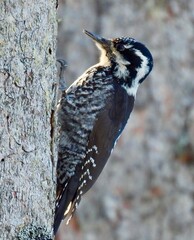 Eurasian three-toed woodpecker in sunlight