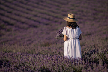 Lavender Fields Woman Dress France: Woman in white dress harvests lavender in Provence, France...