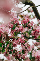 Ein blühender Baum mit leuchtend rosa Blüten, die den Frühling symbolisieren. Die zarten Blüten stehen in starkem Kontrast zu den grünen Blättern und den dunklen Ästen des Baumes.