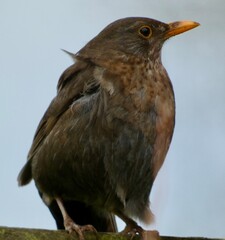 Female blackbird perched on fence