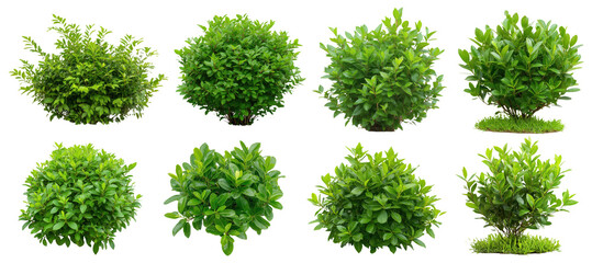 PNG set of green bushes in various shapes and sizes