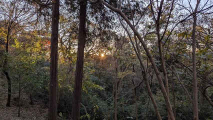 the sun from the forest