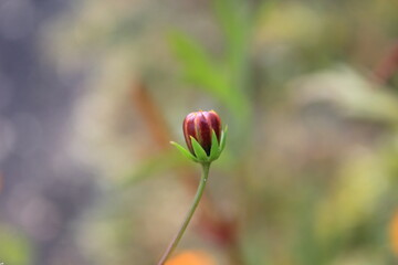 生命の息吹を感じる、キバナコスモスの蕾